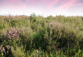 Obraz premium purple moor grass and purple sky in the Cross border park De Zoom, Kalmthout heath, Belgium, The Netherlands