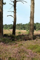 Fototapeta na wymiar trees in Cross border park De Zoom, Kalmthout heath, Belgium, The Netherlands