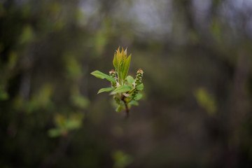 young spring leaves and buds of trees
