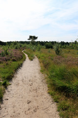 Fototapeta na wymiar sandy hiking trail in the Cross border park De Zoom, Kalmthout heath, Belgium, The Netherlands