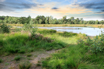 Obraz premium pool in the Cross border park De Zoom, Kalmthout heath, Belgium, The Netherlands
