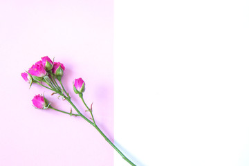 Flowers on a pink background. Flat lay
