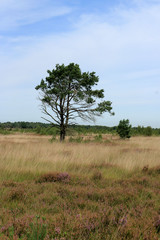 grass and a lone tree , Cross border park De Zoom, Kalmthout heath, Belgium, The Netherlands