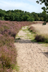 path between purple moor,  the Cross border park De Zoom, Kalmthout heath, Belgium, The Netherlands