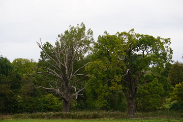 Obraz premium Dried tree, countryside, Saffron Walden