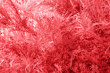 Natural abstract red background with grass. Side view