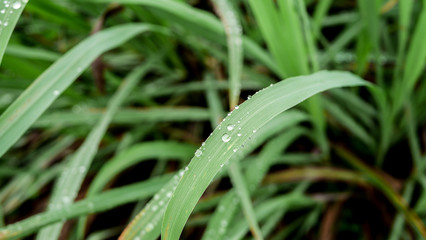 Rain drops on nearby leaves, close up