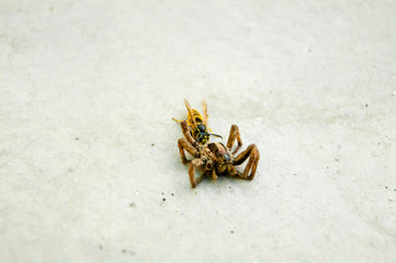 Wasp and spider on a white concrete floor. The life of insects. Summer.