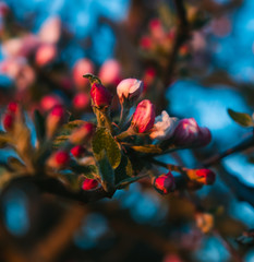 Piękne kwitnące kwiaty jabłoni. © Kamil