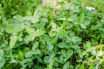 Leaves of young clover on the meadow of Fruska Gora 