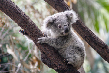 Close-up Of Koala Sitting On Branch