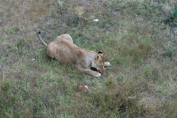 lion at the safari park