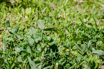 Leaves of young clover on the meadow of Fruska Gora 