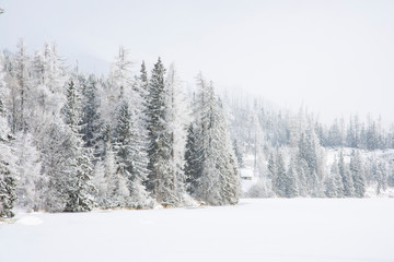 winter forest white landscape photography scenic view in Slovakia highlands Easter European region nature environment in December month time before Christmas holidays