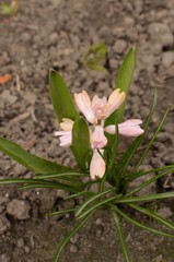 snowdrops in spring