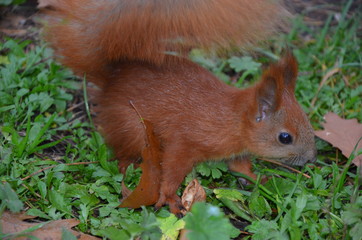 Squirrel looking to eat in the grass.