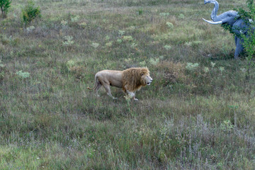 lion at the safari park