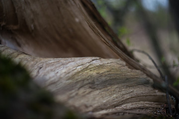 Close up on a broken tree trunk wood shrapnels.Macro texture of broken wood fiber.A Wooden background textured horisontal pattern in brown colors - broken tree
