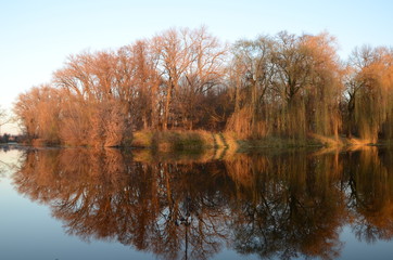 reflection of trees in the water