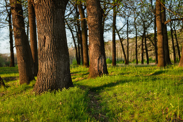 Beautiful forest landscape oak trees and green grass in sunshine