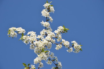 white cherry blossom