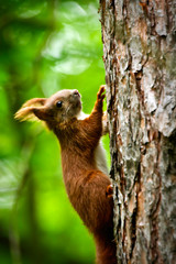 Naklejka na ściany i meble A cute squirrel climbing a tree