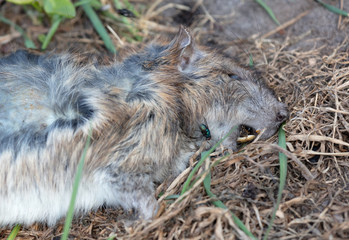 Obraz premium Dead muskrat lying in the grass