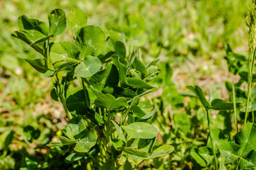 Fototapeta na wymiar Leaves of young clover on the meadow of Fruska Gora 