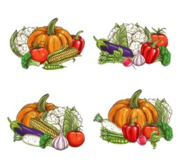 Vegetables sketch food, organic farm, market vector veggies. Hand drawn beet, tomato, and garlic, pumpkin, vegetarian corn, cauliflower and broccoli cabbage, eggplant and radish vegetables harvest