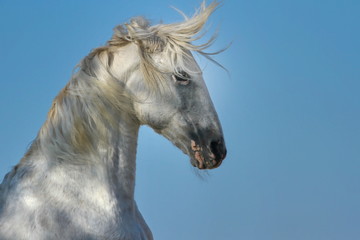Fototapeta na wymiar Portrait von einem weissen steigenden Pferd