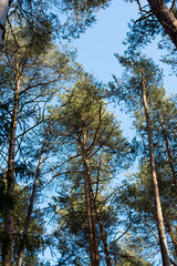 Сlear blue sky through the tops of fir trees