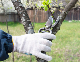 Hands in gloves with pruning shears. Garden tool. Care of the garden and vegetable garden, dacha...