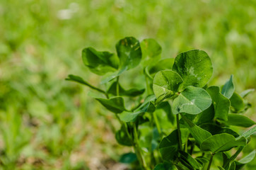 Leaves of young clover on the meadow of Fruska Gora 