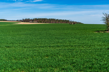 Fototapeta na wymiar wheat in spring on a field with a beautiful sky with trees in the background