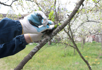Hands in gloves with pruning shears. Garden tool. Care of the garden and vegetable garden, dacha plot.