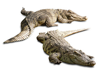 The crocodile in Thailand Zoo cut to isolated paste on white background and clipping path for your designs..Concept animal and the zoo.