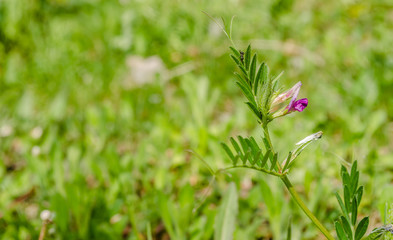 Leaves of young clover on the meadow of Fruska Gora 