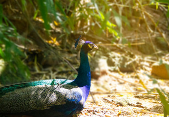Obraz premium Peacock stood staring at the camera in the zoo in Thailand.Object have clipping path.