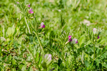 Leaves of young clover on the meadow of Fruska Gora 