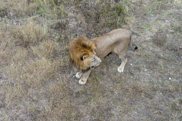 lion at the safari park