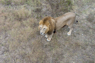 lion at the safari park