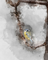 Image of Blue Tit bird Cyanistes Caeruleus on rusty chain in Spring sunshine and rain in garden