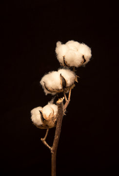 cotton on a dark background