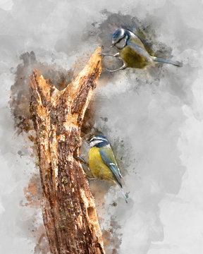 Image of Blue Tit bird Cyanistes Caeruleus on branich in Spring sunshine and rain in garden