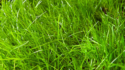 Grass background green field. Focus is on the front and back.
