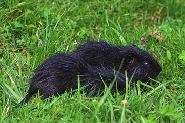 Two black nutria in green grass. Mom and baby. - Powered by Adobe