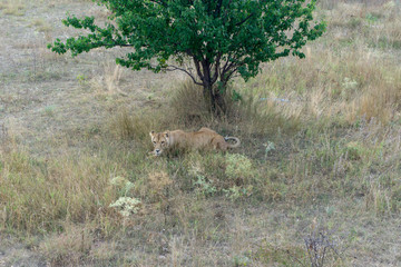 lion at the safari park