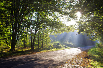 The forest road is filled with sunlight.