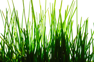 Green grass