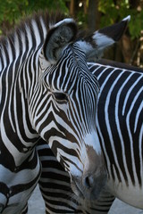 Fototapeta na wymiar View Of Zebras